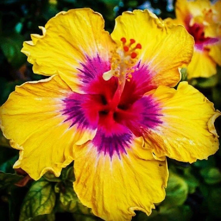 Yellow Pink Hibiscus Seeds - Perennial Tropical Flower Seeds Hibiscus rosa-sinensis, 20 Pack, Vibrant Blooms for Garden & Patio