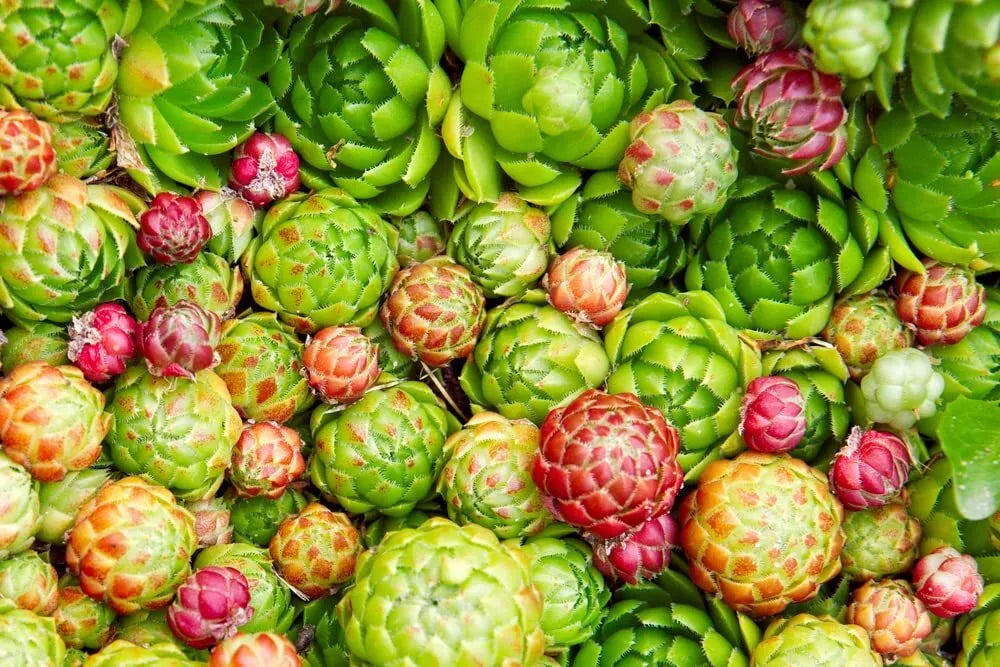 Hen's and Chick's Succulent Seeds - 200 Seeds, Sempervivum tectorum, Hardy Perennial, Drought-Tolerant, Easy to Grow