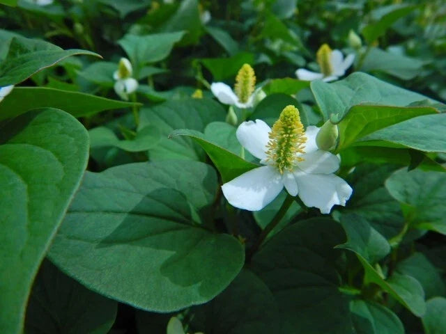Chameleon Plant Seedlings Lot of 10 – Houttuynia Cordata Fish Mint Asian Herb Ground Cover