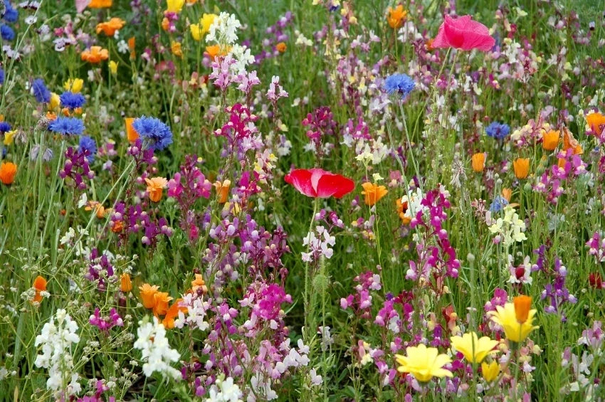 Dry Land Wildflower Seeds Pack – Native, Drought-Resistant, Pollinator-Friendly Wildflower Mix for Gardens & Meadows