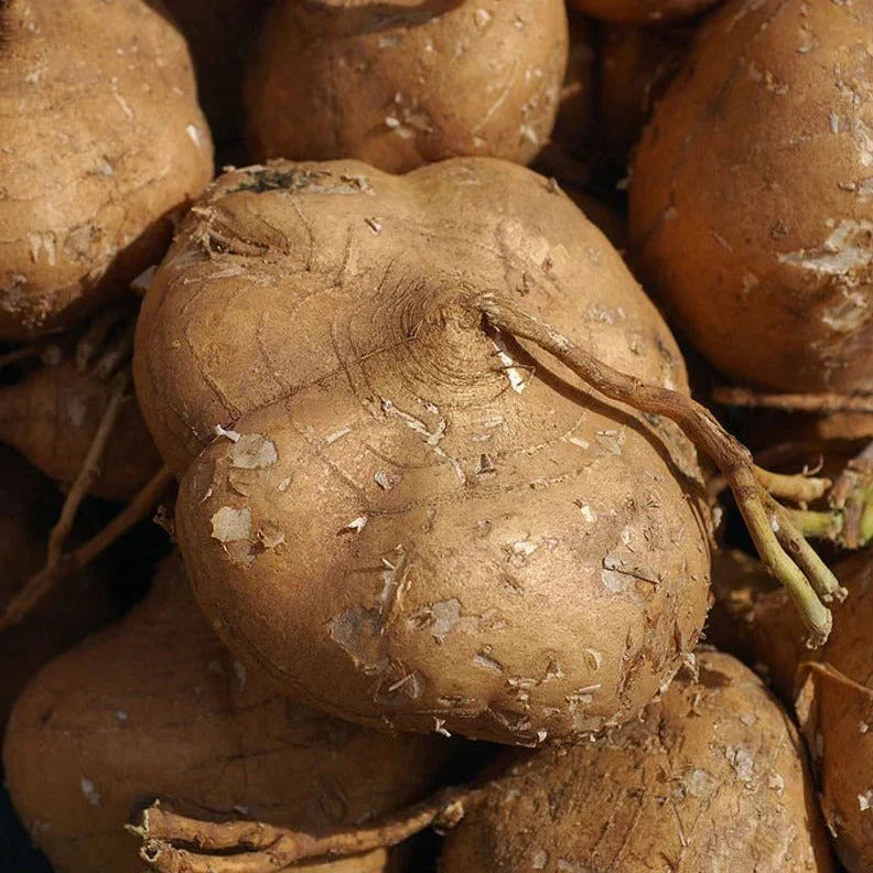 True Jicama Seeds - Organic Pachyrhizus erosus Vegetable Seeds for Home Garden & Urban Farming