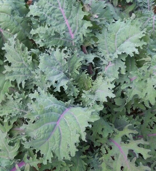 Red Russian Kale Seeds 500+ Non-GMO Brassica napus Cool Weather Vegetable