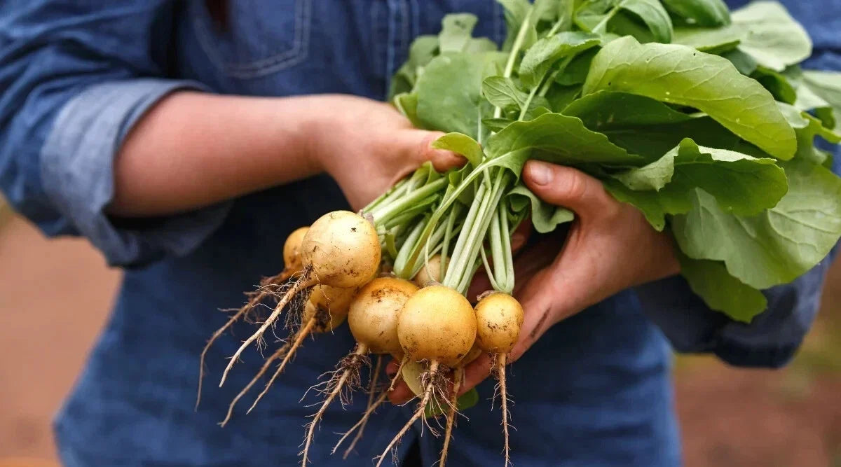 Zlata Radish Seeds, 500+ Non-GMO Brassica rapa subsp. rapa, Fast Germination, Vegetable Garden Planting, Annual Radish Seeds