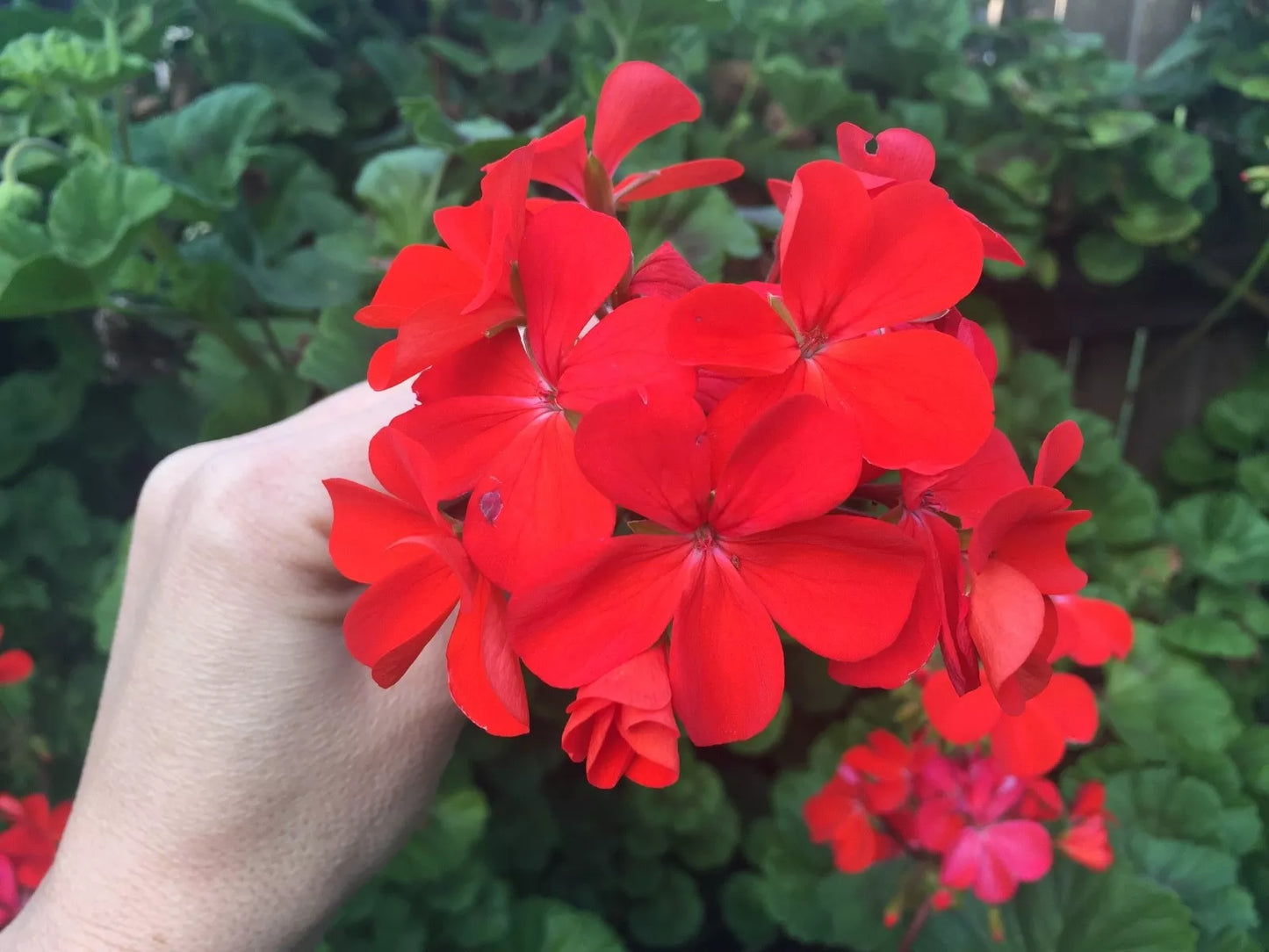 Orange Red Pelargonium Zonal Geranium Live Plant Starter Cuttings 4x6" | Pelargonium × hortorum