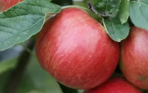 Idared Apple Seeds - 25+ Fruit Tree Seeds for Garden Planting - Malus domestica 'Idared'
