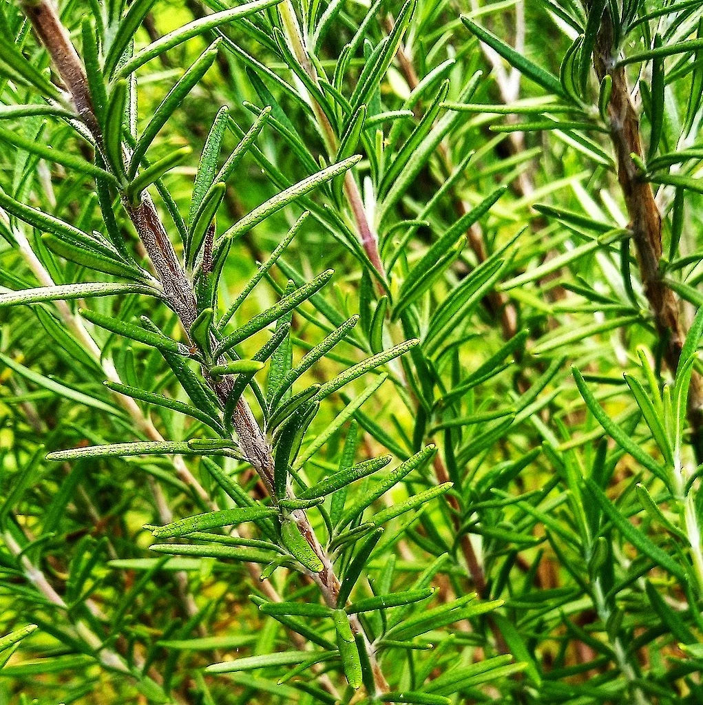 Blue Tuscan Rosemary Seeds - Perennial Culinary Herb - Salvia rosmarinus - Herb Garden Seed Packet