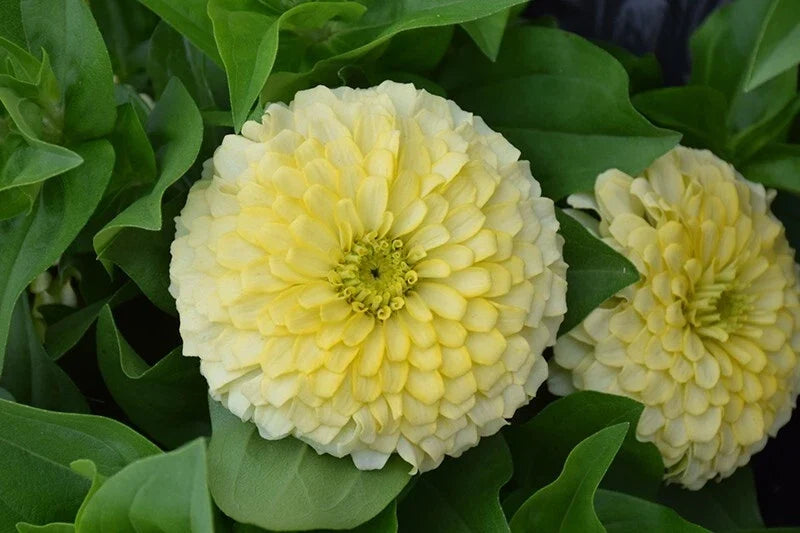 Zinnia Seeds Pack 100+ Magellan Ivory Variety - Garden Flowering Plant - Zinnia elegans - Full Sun, Easy to Grow
