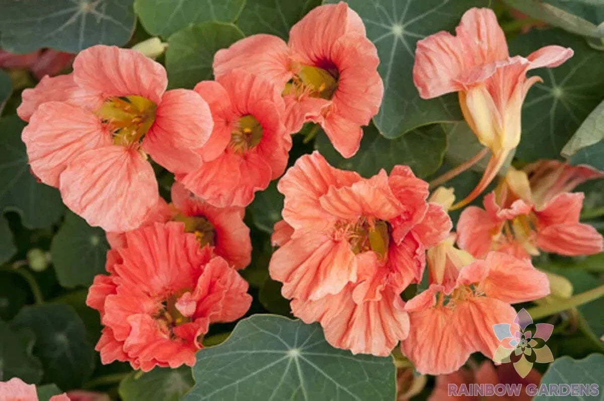 Nasturtium Seeds - 50+ Salmon Mousse Variety - Edible Flowers for Garden & Containers - Tropaeolum majus Seed Pack