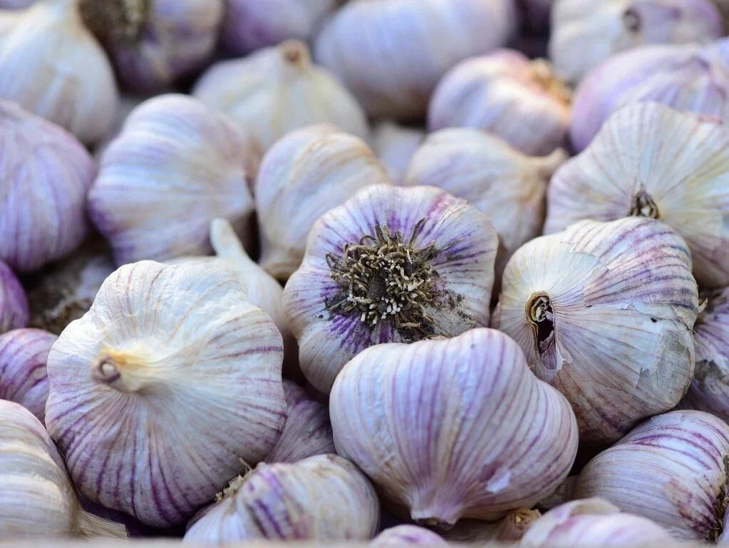 Siberian Garlic Whole Bulbs - Allium sativum - Organic, Non-GMO, Culinary & Gardening Garlic Bulbs