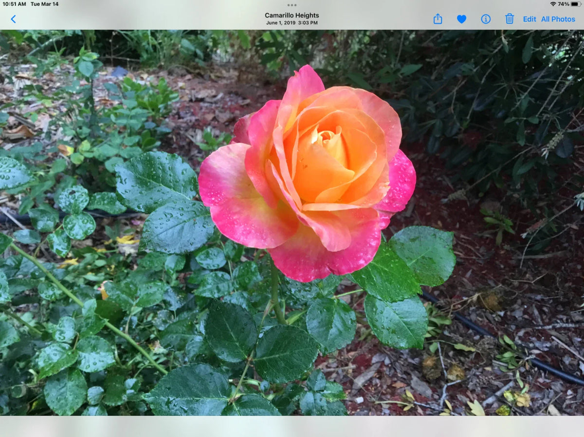 Rose Cuttings - Glowing Sunset Variety - Rosa 'Glowing Sunset' - Vibrant Multi-Color Blooms for Garden & Floral Arrangements