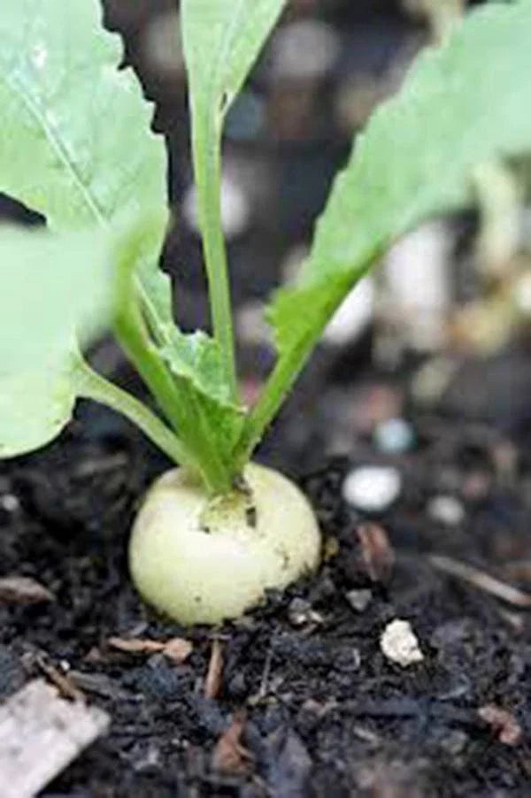 Hailstone White Radish Seeds – Heirloom Non-GMO Raphanus sativus, 500 Seeds for Salad, Garnish & Container Gardening