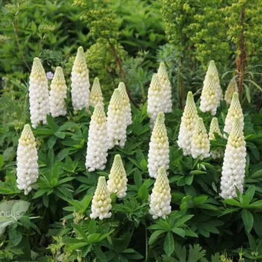 Russell Lupine Noble Maiden Perennial White Seeds - Non-GMO - 50 Count