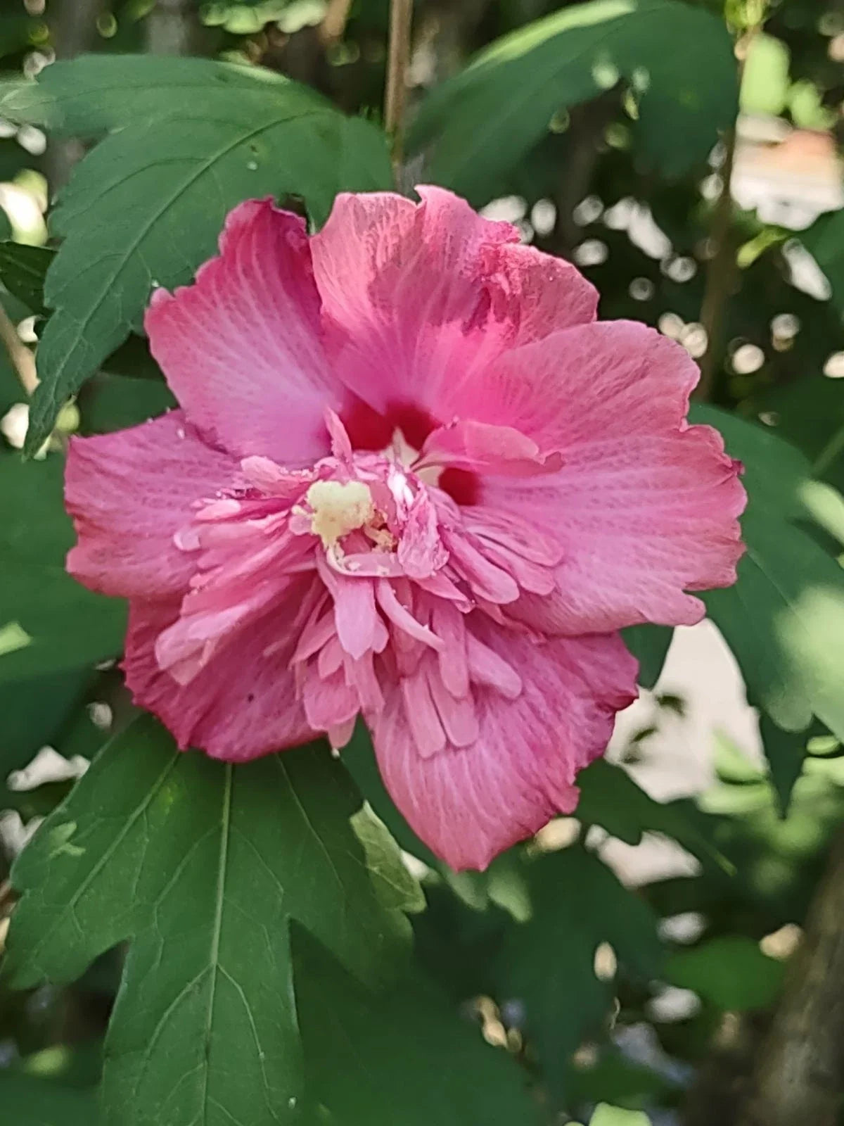 Rose of Sharon Cuttings - Unrooted Hibiscus syriacus FREEDOM Variety with Double Pink Flowers