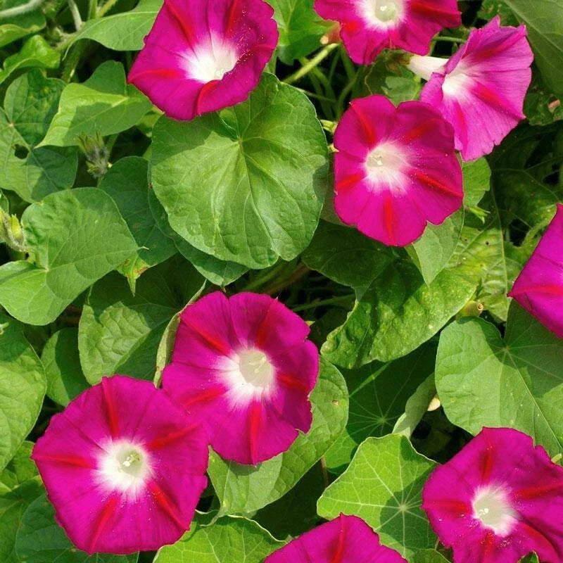 Scarlet O'Hara Morning Glory Seeds - Ipomoea purpurea Climbing Vine for Gardens