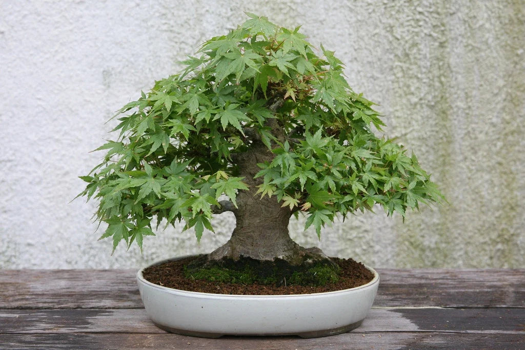 Japanese Maple Tree Seeds - Acer palmatum - Ornamental Shrub for Garden, Landscape, Container, Drought Tolerant