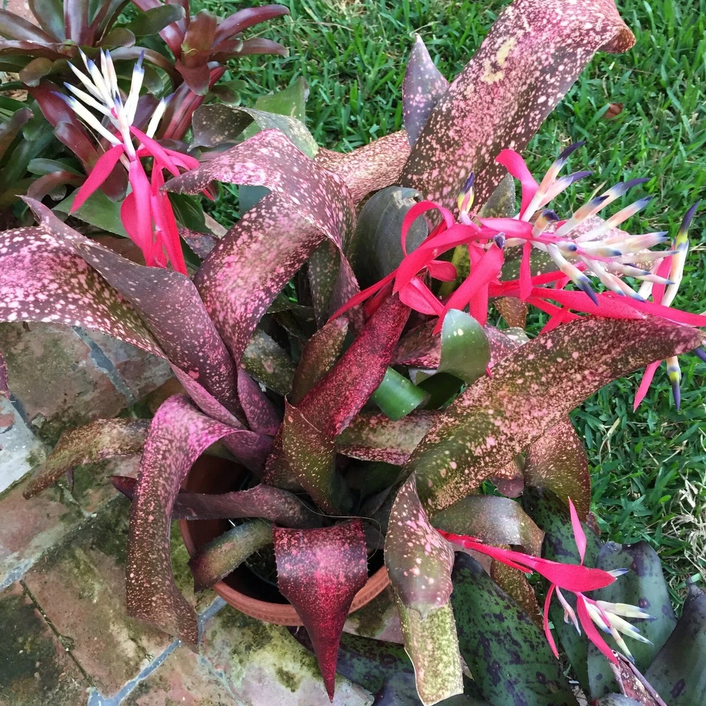 Billbergia Pink Champagne Bromeliad Tropical Plant - Vibrant Pink and Green Foliage, Indoor/Outdoor Houseplant