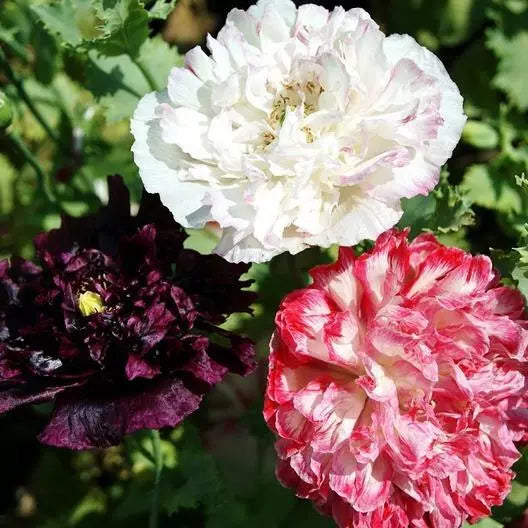 Poppy Seeds Antique Shades Mix - 500 Non-GMO Papaver somniferum Seeds