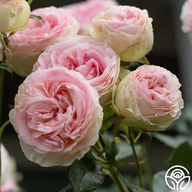 Eden Pink Climber Live Rose Cuttings 5-8" Unrooted Rosa 'Eden' 3 Stems