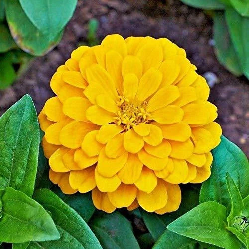 Canary Bird Zinnia Seeds | Giant Yellow Flowers | Heirloom Non-GMO | Zinnia elegans | Full Sun Annual Seed Packet