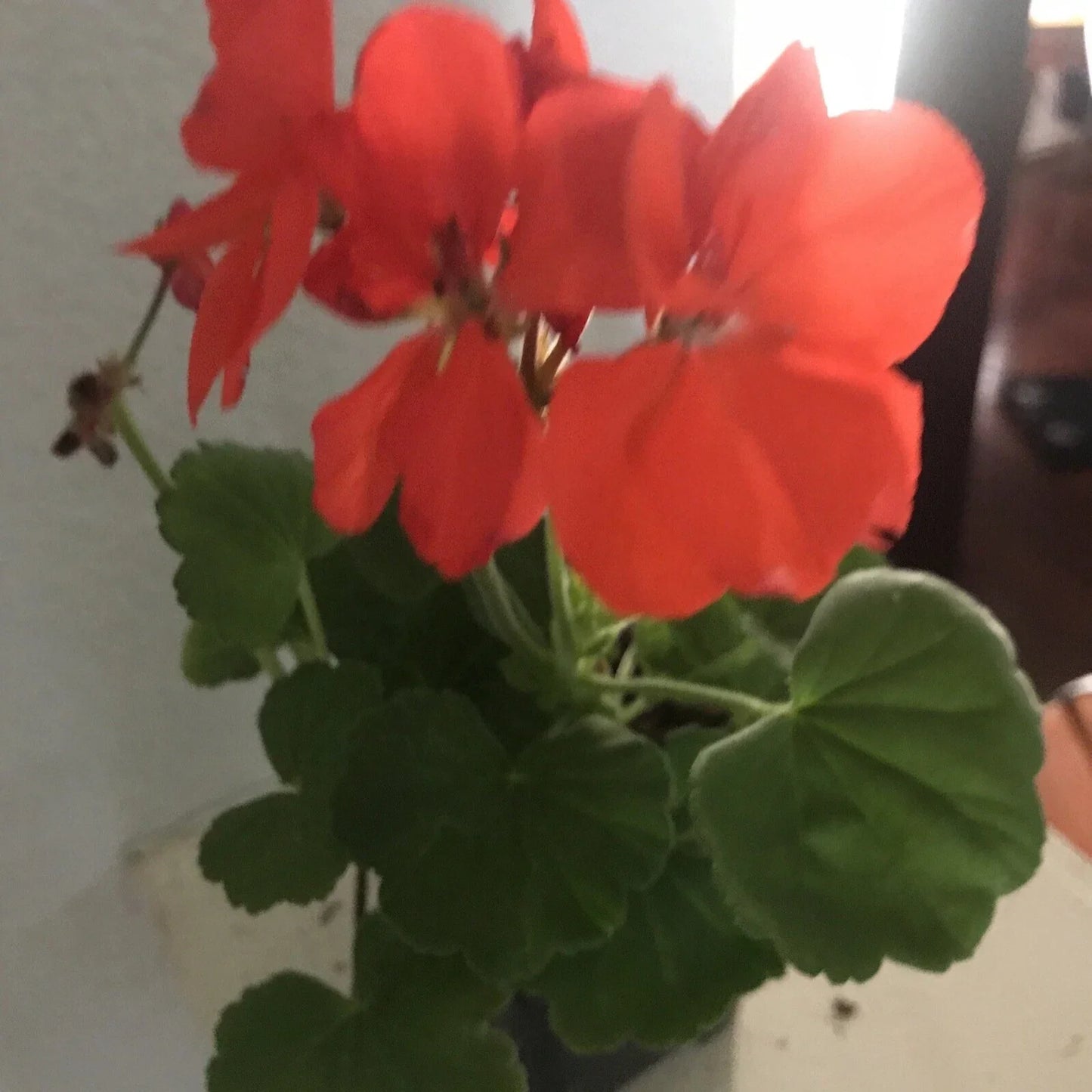 Geranium Plant 4 Inch Salmon Orange Pelargonium - Rare Live Garden Plant