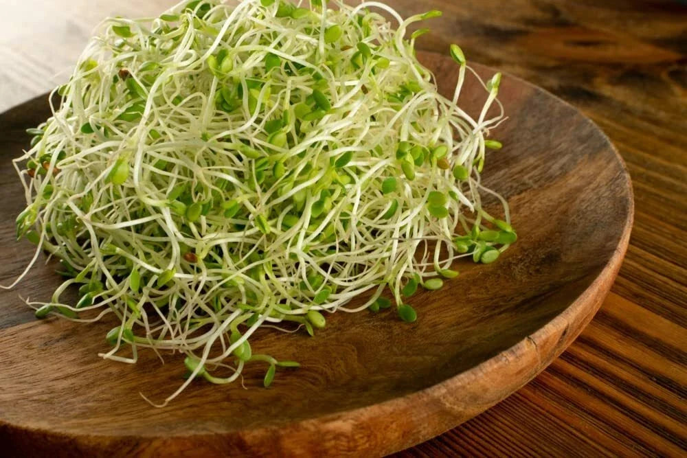 Red Clover Sprout Seeds - 500 Count, Trifolium pratense, Indoor Growing, Nutrient-Rich, Easy to Grow