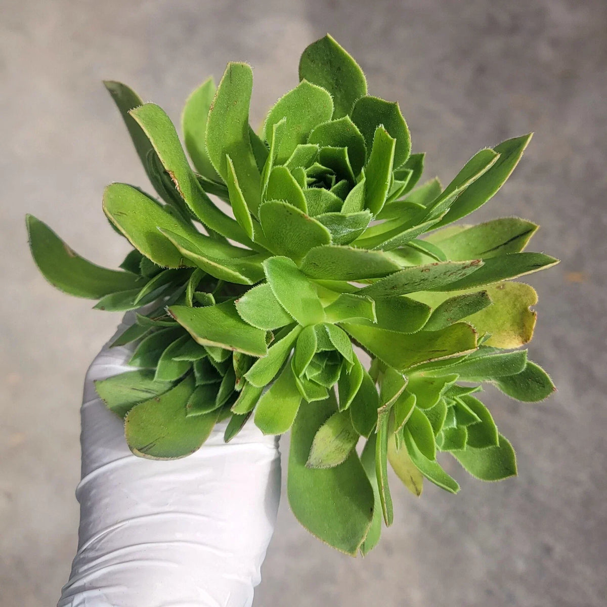 Aeonium Arboreum Cluster Cutting - Succulent No Roots for Indoor & Outdoor Gardening
