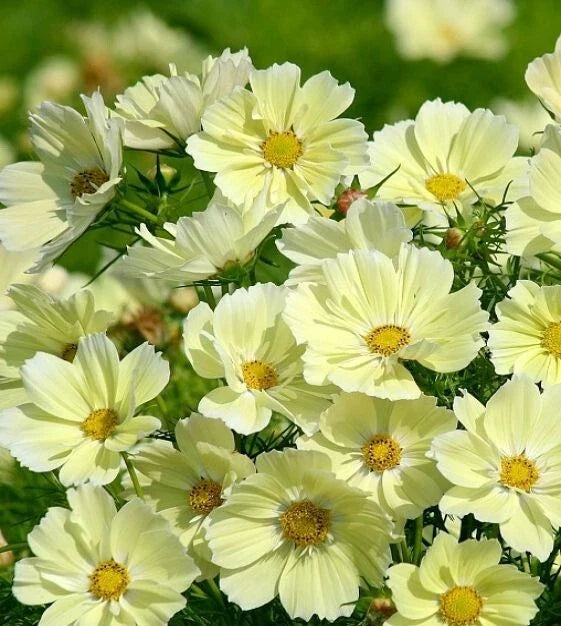 Xanthos Cosmos Seeds - 200+ Pack for Garden Planting - Bright Yellow Flowers - Cosmos bipinnatus - Annual, Full Sun