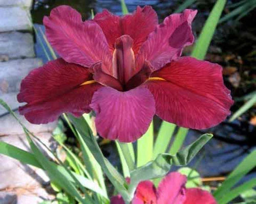 Red Velvet Elvis Louisiana Iris Plants - 5 Fans, Deep Red Blooms, Iris fulva, Perennial Garden Flower