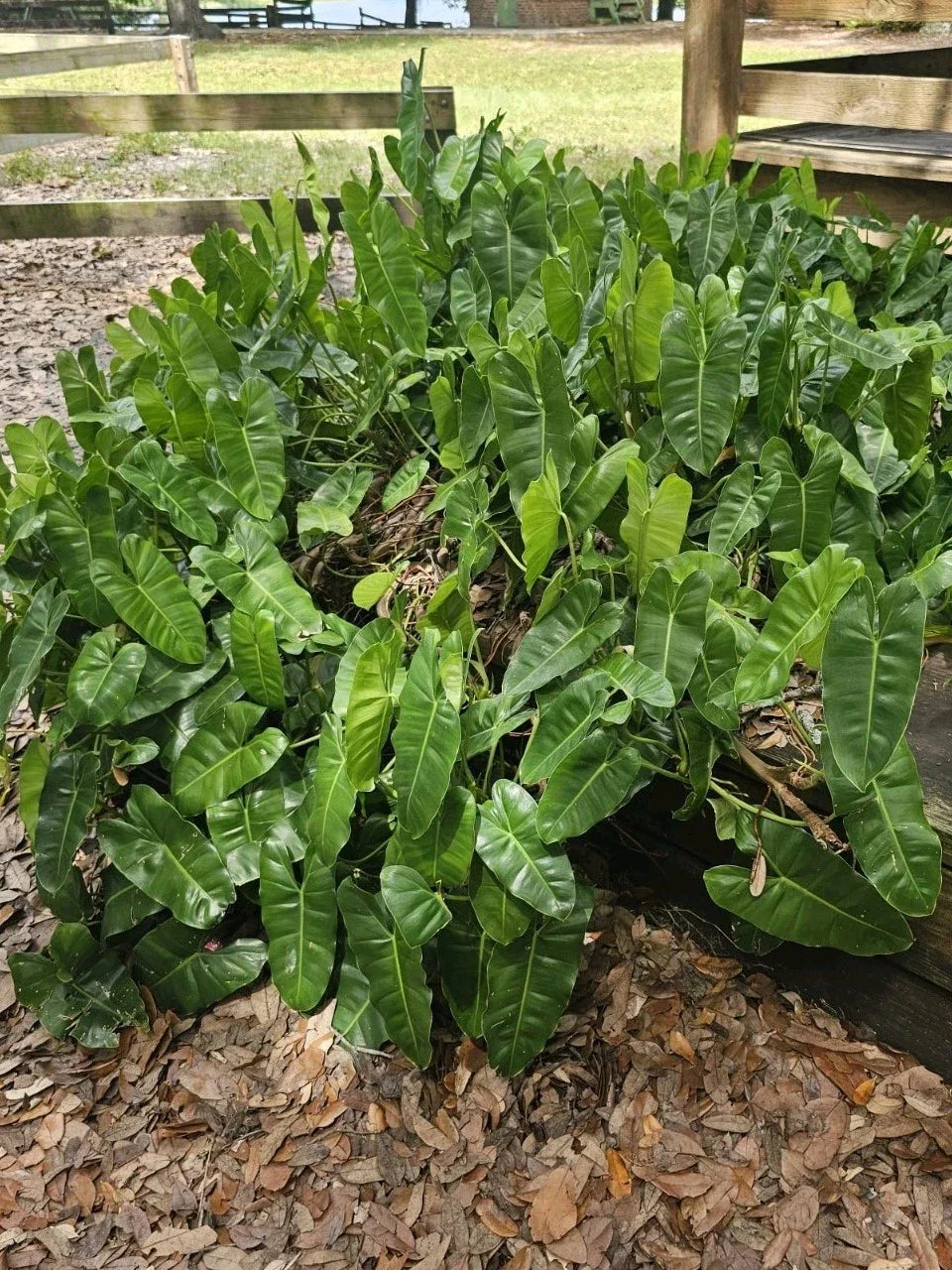 Philodendron 'Burle Marx' Cutting with Roots & Multiple Nodes - Indoor & Outdoor Plant Propagation