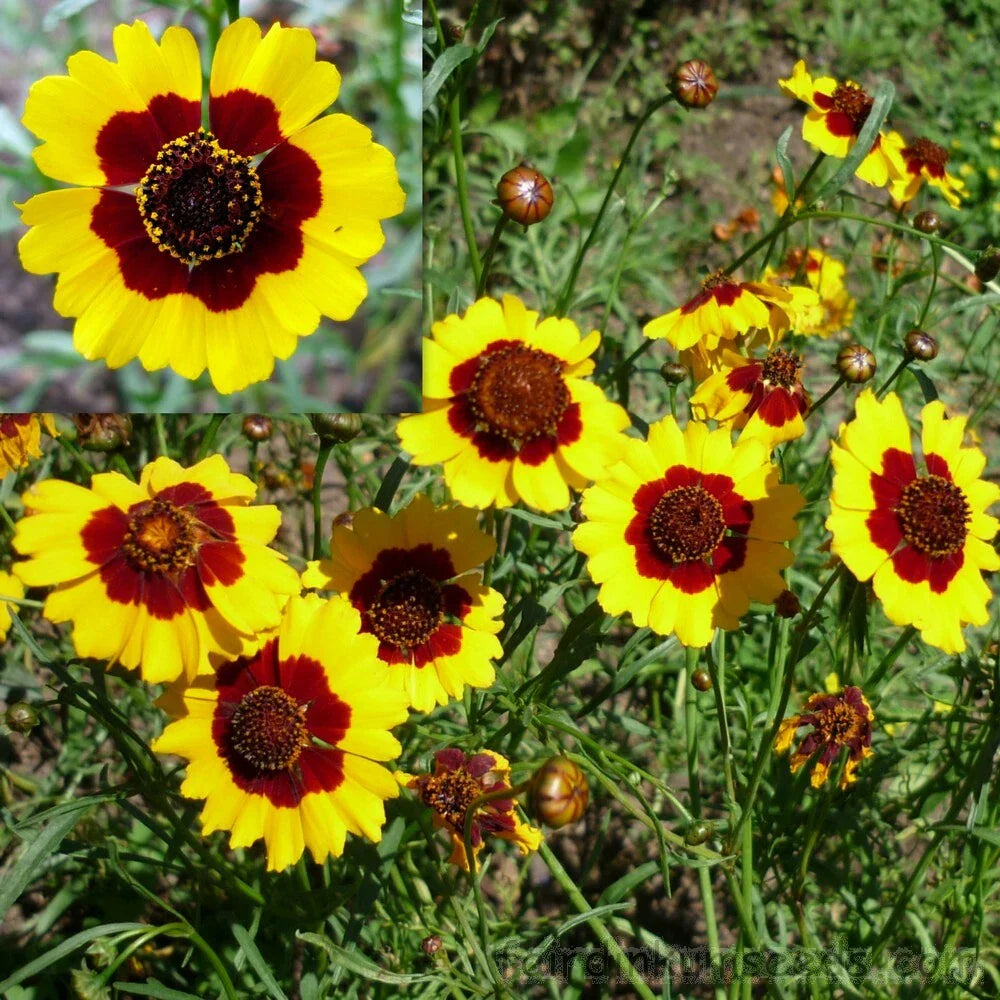 Coreopsis Seeds 300+ Dwarf Plains Yellow Annual Deer Resistant - USA Seller