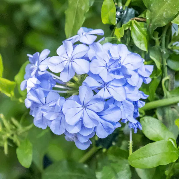 Cape Plumbago Seeds Sky Blue - Packet of 50 | Plumbago auriculata