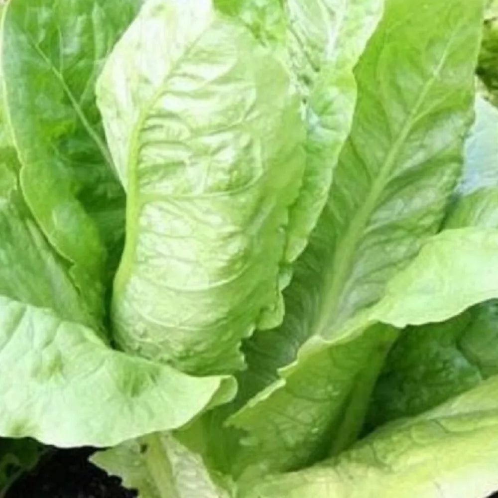 Parris Island Romaine Seeds | Non-GMO Heirloom Romaine Lettuce Seeds