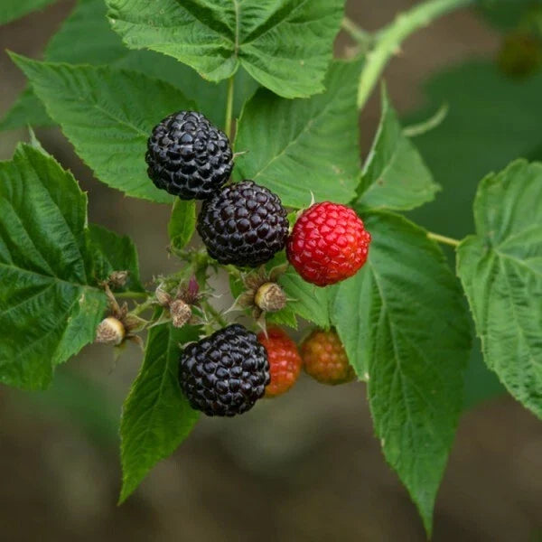 Black Raspberry Plant - Live Rooted Starter - Black Delicious Variety - Rubus occidentalis - Zones 5-9