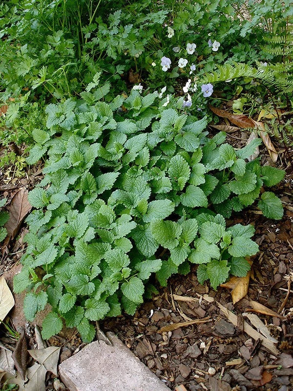 Lemon Balm Live Plants 10 Pack | Melissa officinalis Herb for Garden & Indoor | Fresh Rooted Herb Seedlings