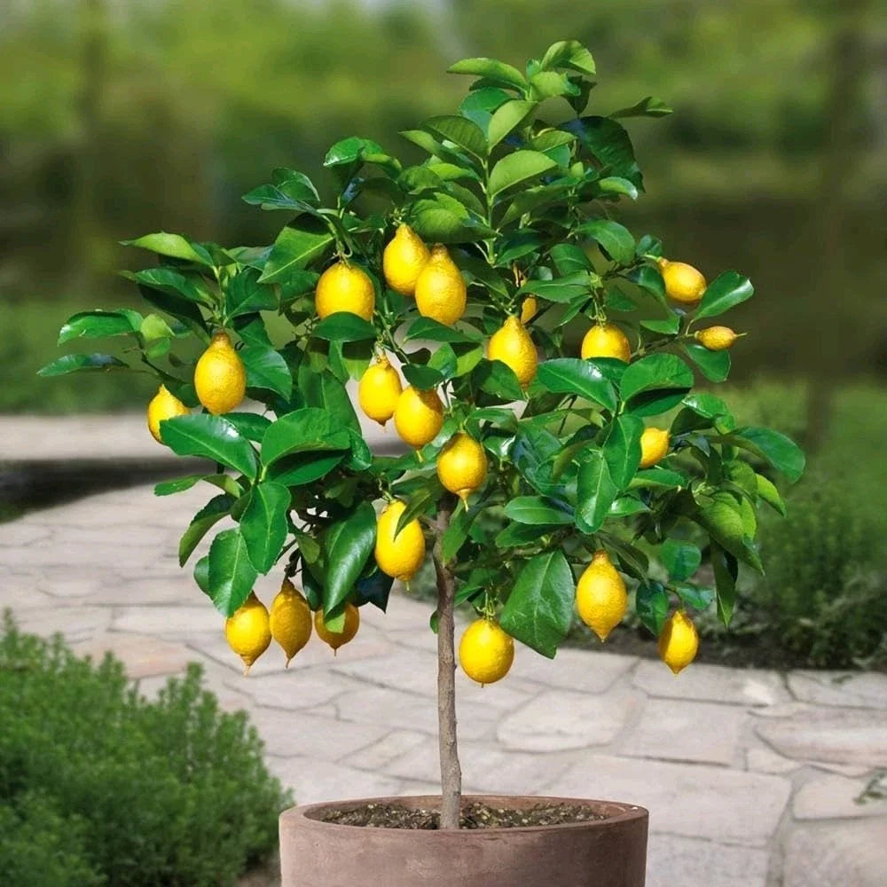 Meyer Lemon Tree - Live Citrus Plant in Nursery Pot - Fragrant White Flowers - Citrus limon var. meyeri - Indoor/Outdoor