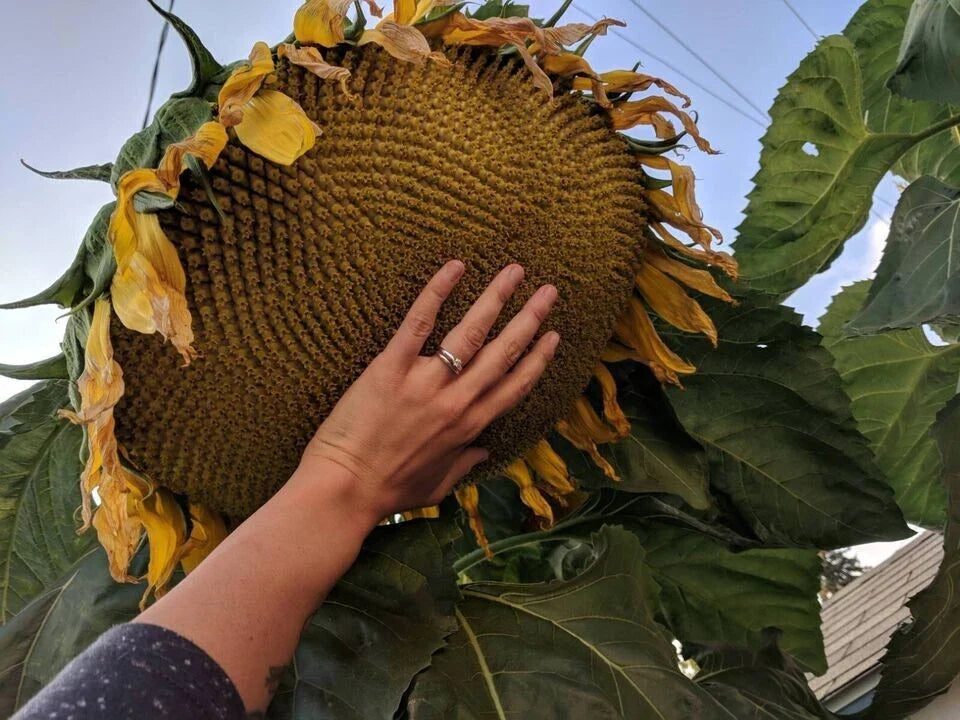 Mammoth Grey Stripe Sunflower Seeds - 10+ Giant Helianthus annuus Seeds for Gardening
