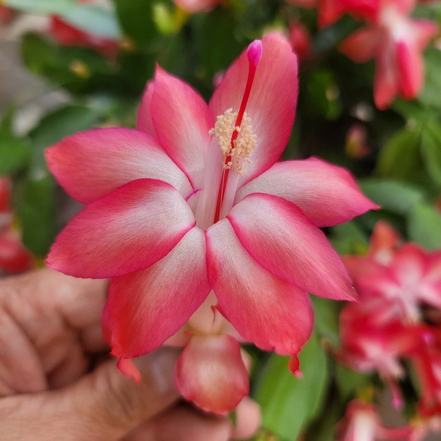 Cuttings 3x Thor Keri Schlumbergera Truncata Jungle Holiday Cactus Zygocactus Plant Propagation