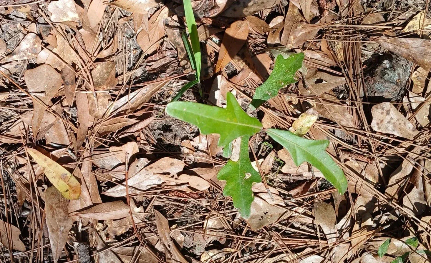 Water Oak Seedlings 10-Pack - Fast-Growing Native Quercus nigra Trees for Southern Alabama