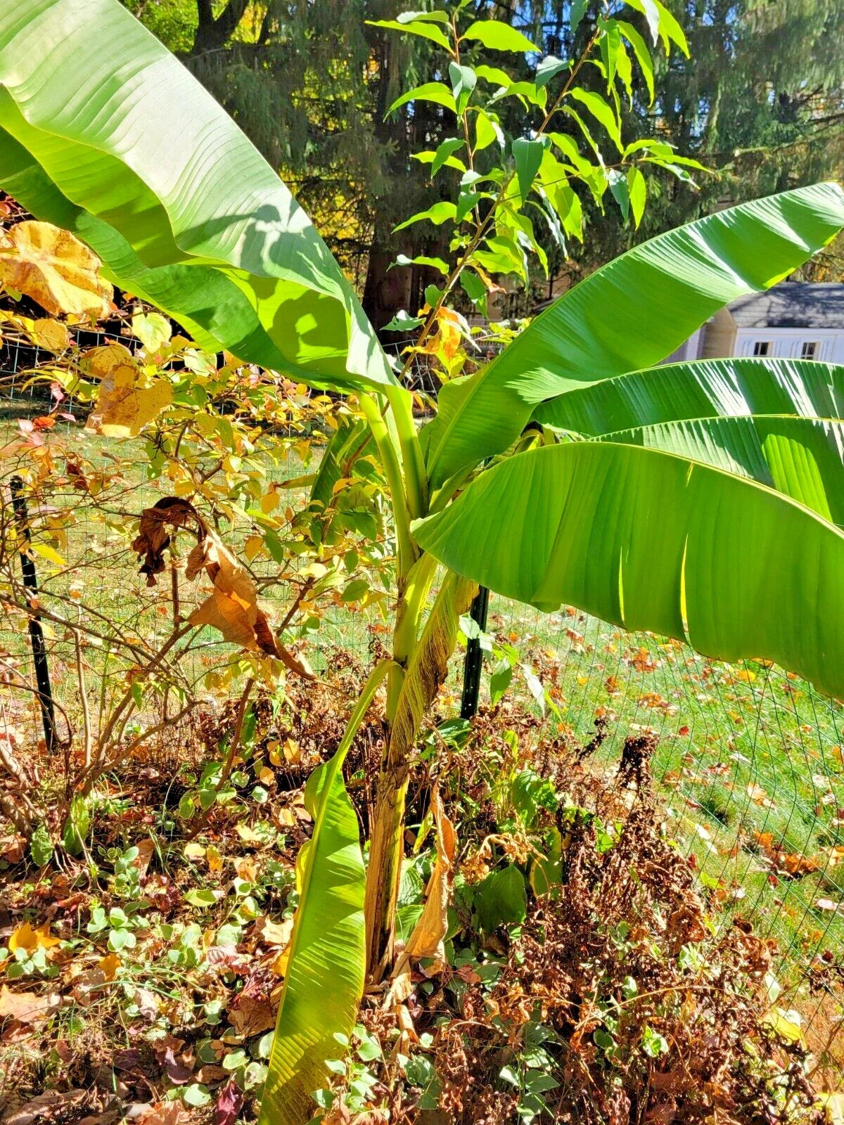 Live Banana Tree Plant - 6ft Tall Musa Rooted Stem Tropical Indoor Outdoor Garden