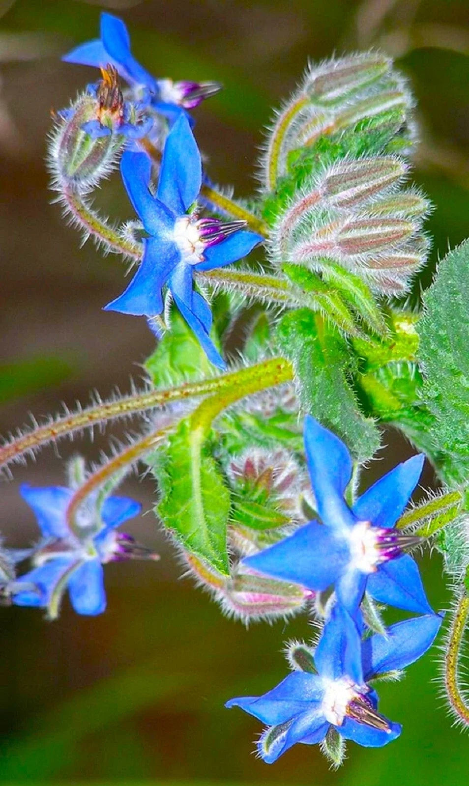 Borage Flower Seeds 35 Pack - Edible Blue Flowers Borago officinalis for Gardens & Pollinators
