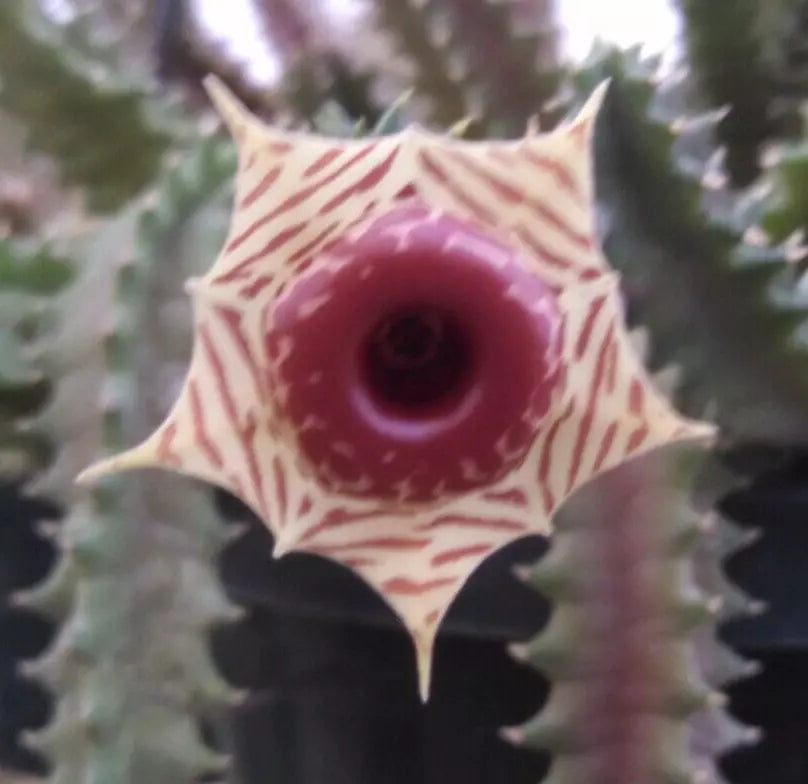 Huernia zebrina Lifesaver Plant 2" Pot Rooted Succulent with Star-Shaped Red Ring Flowers