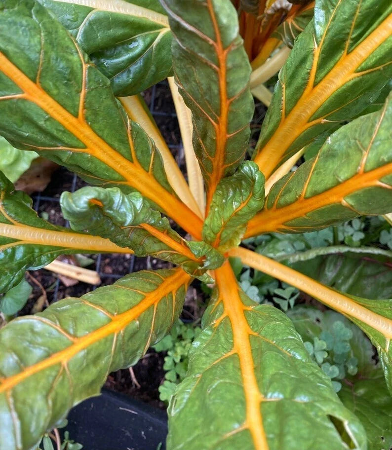 Orange Fantasia Swiss Chard Seeds 100 Ct - Heirloom, Non-GMO, Colorful Greens, Beta vulgaris subsp. vulgaris, Vegetable Seeds