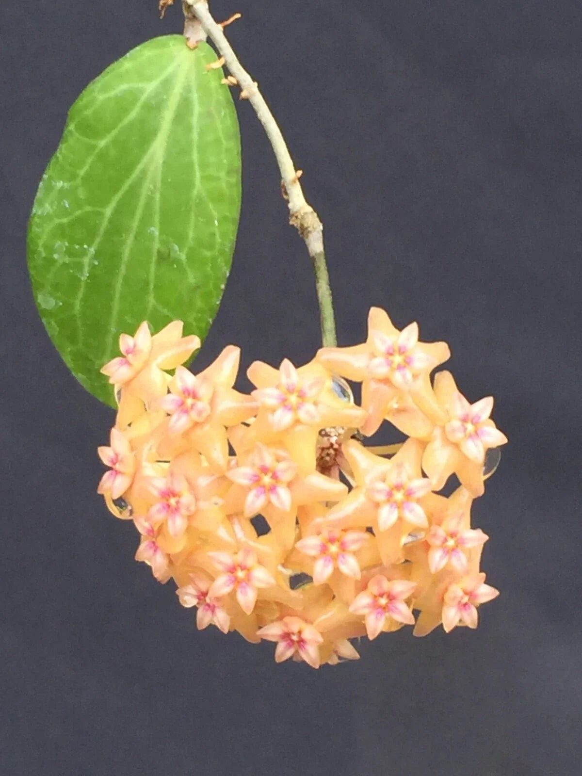 Hoya Fitchii Rooted Plant in 2.5" Pot, Tropical Houseplant with Waxy Leaves, Easy Care, Indoor Garden, Vining, Fragrant Flowers