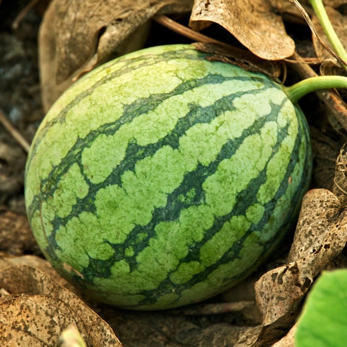 Crimson Sweet Watermelon Seeds | Medium-Large Juicy Red Fruit | Sugar Sweet Citrullus lanatus | Home Garden, Summer Crop