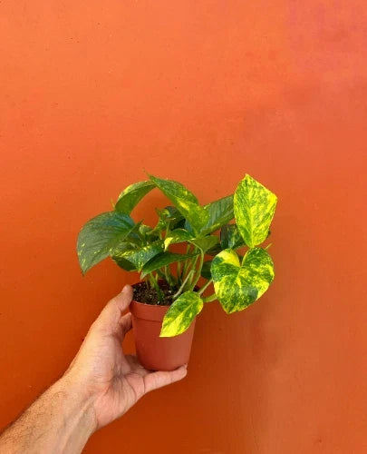 Hawaiian Pothos Live Plant in 4" Pot | Epipremnum aureum Trailing Vine | Indoor Air Purifier & Easy Care