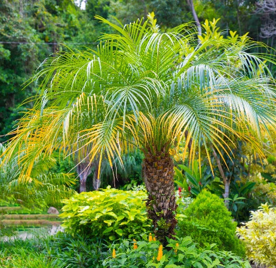 15 Pygmy Date Palm Seeds - Dwarf Phoenix roebelenii - Indoor Houseplant Seeds