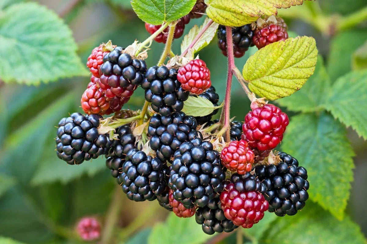 Southern Wild Blackberry Bush Live Starter Plants 3-Pack | Rubus trivialis Bare Root