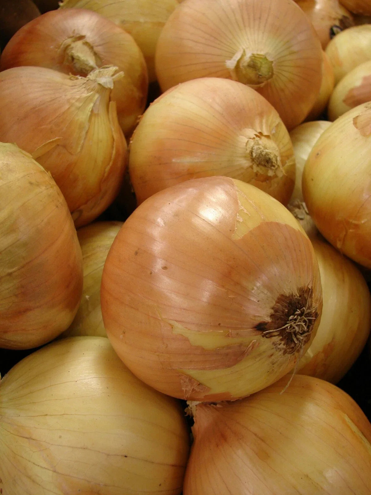 Yellow Granex Onion Seeds, Allium cepa, Sweet Onion Variety, 300 Seeds for Home Gardening and Cooking