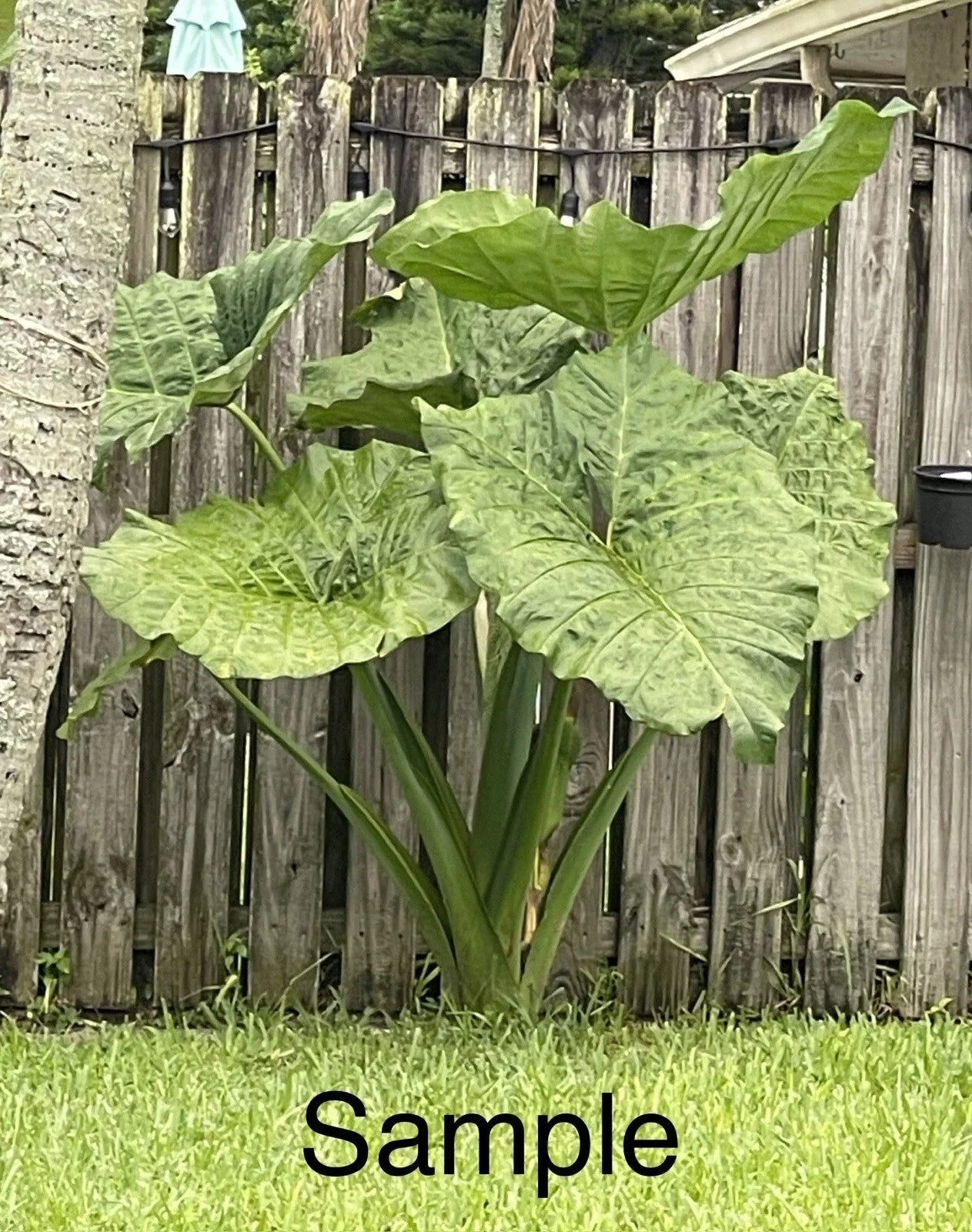 Giant Taro Plant Bare Root 10" Colocasia esculenta Tropical Garden Water Feature Ready to Plant