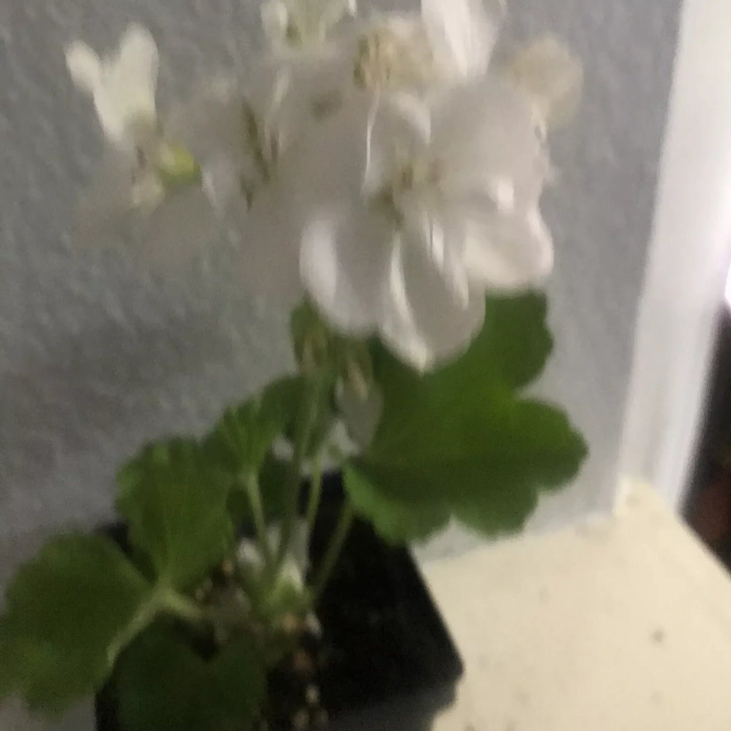 Live Rooted Geranium Plant 1 Gallon White Flowers Fragrant Pelargonium graveolens for Gardens & Containers
